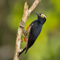 Yellow-tufted Woodpecker